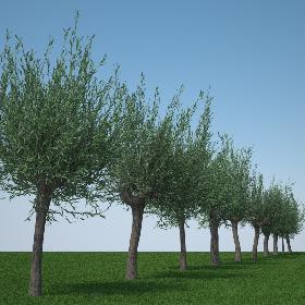 salix pollard pack